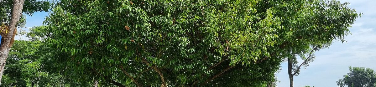Sembawang Park greenery, part of the northern coast and park network near Canberra