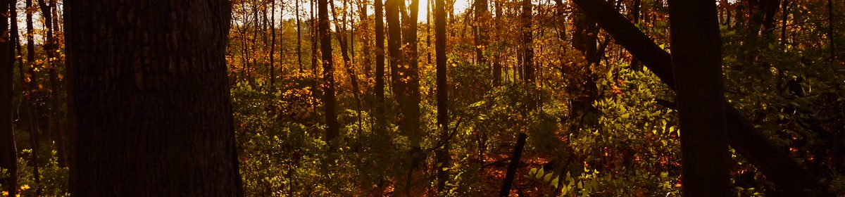 HortPark forest canopy at sunset, along the Southern Ridges