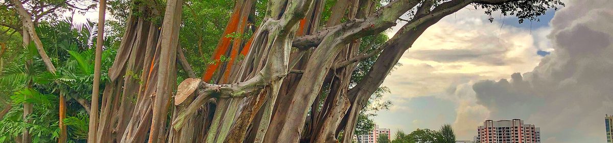 Jurong Lake Gardens boardwalk and greenery