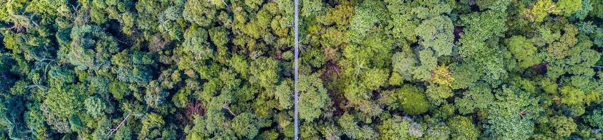 MacRitchie Reservoir forest canopy from the suspension bridge